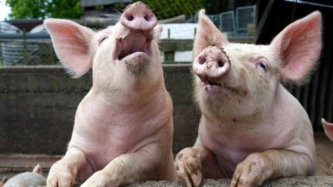 Focar de pestă porcină într-o localitate din Hânceşti: Peste 30 de porci, sacrificaţi