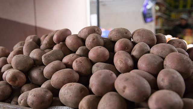 95% din loturile de cartofi care vin în Republica Moldova sunt infestate cu „putregaiul inelar al tuberculilor”