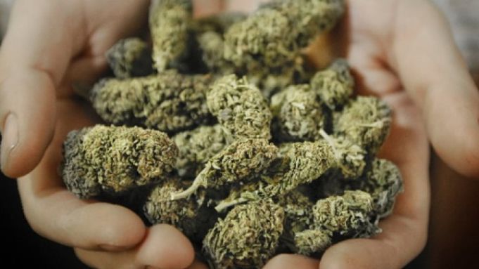 Marijuana de tip hidropon, în valoare aproximativă de 100.000 lei – confiscată de oamenii legii