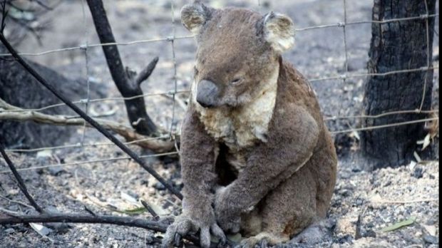 Peste 2.000 de urşi koala au murit din cauza incendiilor din Australia