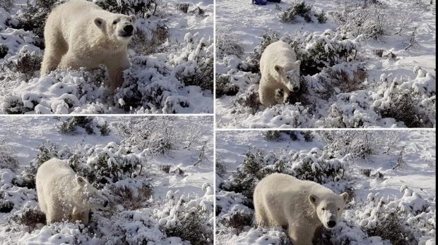 Singurul pui de urs polar din Marea Britanie, fotografiat în timp ce se juca în zăpadă