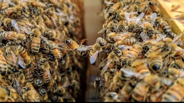 Studiu: Albinele sunt capabile să rezolve calcule matematice simple