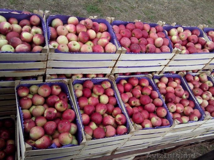 Lovitură pentru Lukaşenko. Rusia va interzice importul de mere şi pere din Belarus