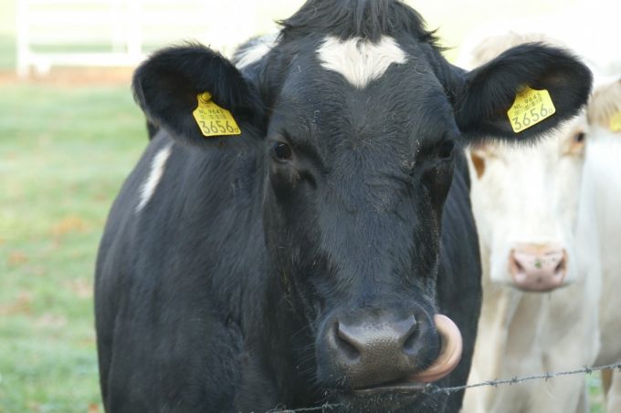 Fără vaci şi lapte. R. Moldova a ajuns la cel mai mic număr de vaci din ultimii 40 de ani