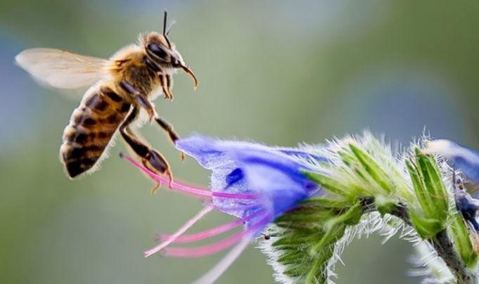 ANSA atenţionează: Cei care utilizează chimicale la prelucrarea terenurilor şi nu avertizeză apicultorii riscă amenzi