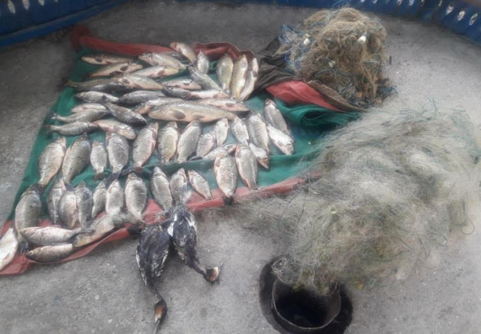 Aproximativ 40 de kilograme de peşte şi două raţe sălbatice, braconate în apele Lacului Manta