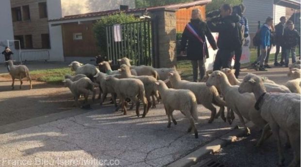 15 oi au fost înscrise la şcoală, într-un sat din Franţa, pentru a se evita închiderea unei clase