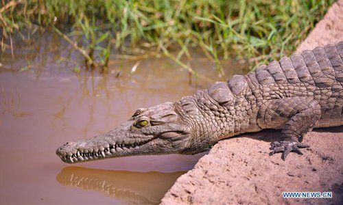 În contextul încălzirii globale, crocodilii vor înainta în regiuni noi, pe care nu le-au populat niciodată