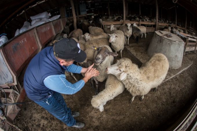 O familie din Căuşeni a modernizat condiţiile de producere a brânzei de oi cu ajutorul unui grant UE