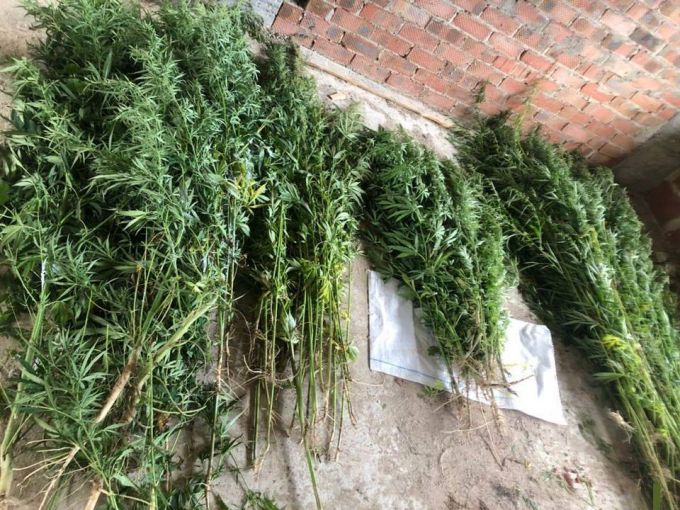 VIDEO. Operaţiunea „MAC-2019”: 200 de plante de cânepă, descoperite lângă un bloc din Chişinău