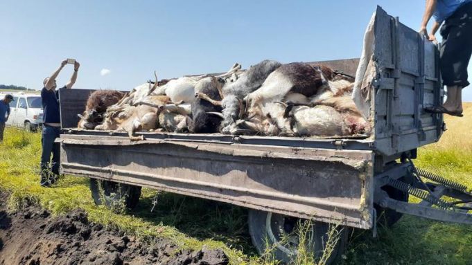 FOTO. Peste 60 de ovine şi caprine au murit la Edineţ după ce s-au intoxicat cu îngrăşăminte