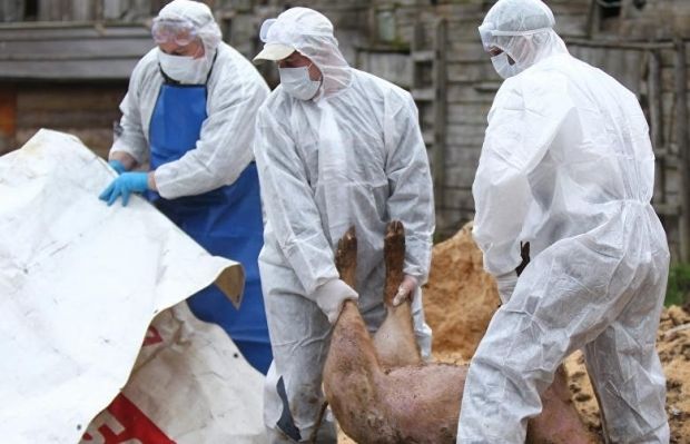 Autorităţile din Bulgaria au declarat stare de alertă la Silistra din cauza pestei porcine africane