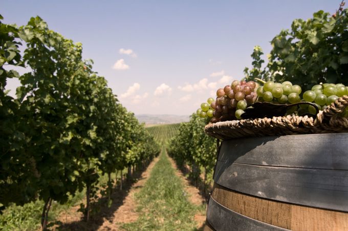 În 2018, Republica Moldova a prelucrat 356 mii tone de struguri şi circa 20 de milioane de decalitri de vin