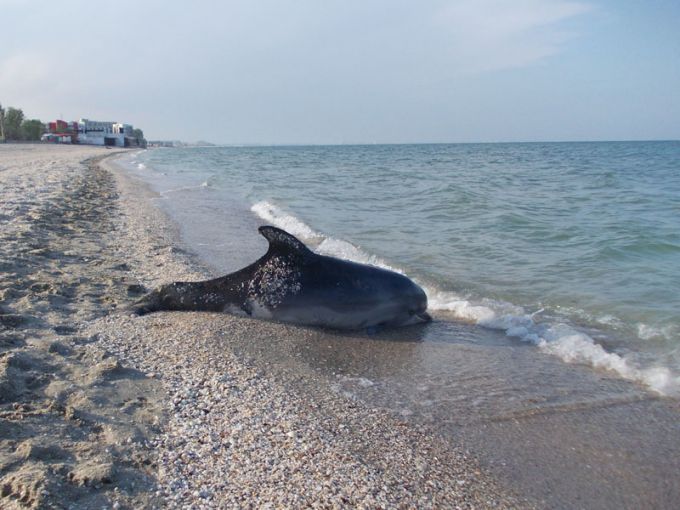 Constanţa: Cinci delfini au fost găsiţi morţi pe plajele turistice româneşti în ultima săptămână