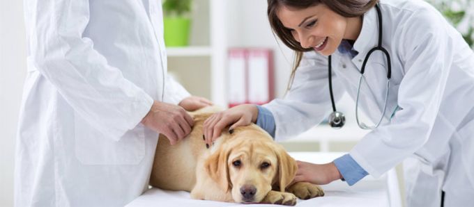 Legea care prevede crearea Colegiului medicilor veterinari, votată în primă lectură