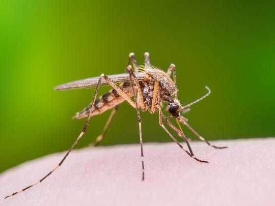 Primul caz de infecţie cu virusul West Nile, înregistrat şi confirmat în Republica  Moldova