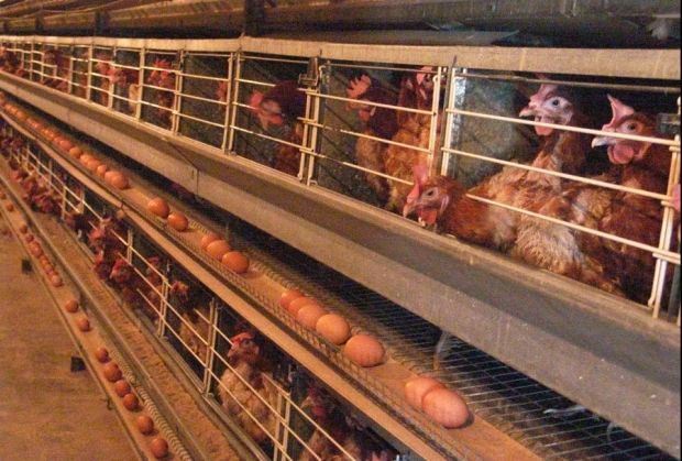 Focar de gripa aviară la o fermă din Maramureş. Peste 22.000 de păsări au fost omorâte
