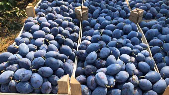 Veste bună pentru agricultori: Vor fi majorate cotele de export în UE pentru strugurii, prunele şi cireşele moldoveneşti