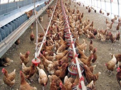 ANSA interzice importul de carne de pasăre din regiunea Vinniţa. Motivul