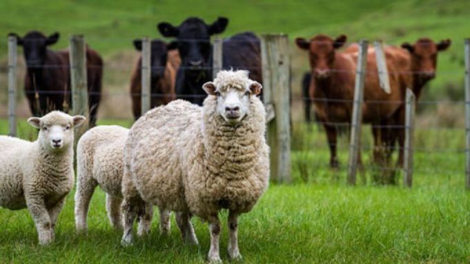 Statul va oferi suport financiar pentru fermierii care cresc bovine, ovine şi caprine