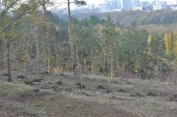 O nouă acţiune de plantare a arborilor în Chişinău, în cadrul Campaniei de toamnă de înverzire a oraşului