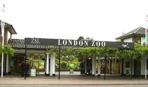 Celebra gradină zoologică din Londra se redeschide după o lună în care a fost inchisă din cauza pandemiei