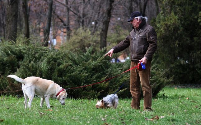 Primăria Chişinău solicită opinia cetăţenilor pentru a stabili unde să amenajeze locuri pentru plimbatul câinilor