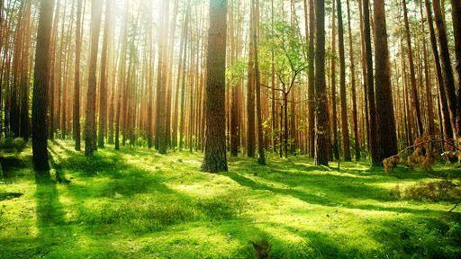 Klaus Iohannis: Este inadmisibil să mai avem tăieri ilegale de păduri