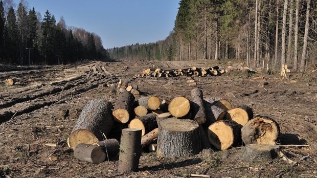 Au fost sistate toate tipurile de tăieri în fondul forestier din Republica Moldova