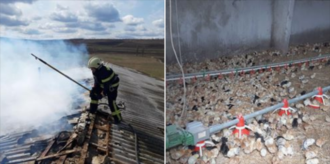 Incendiu la o fermă cu pui din raionul Teleneşti. 120 de păsări au pierit