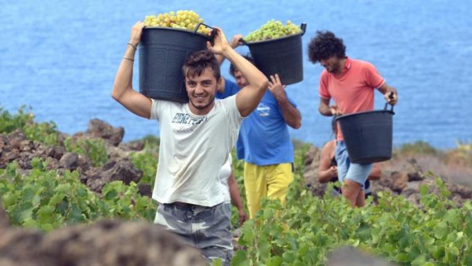 Italienii, disperaţi după plecarea muncitorilor români. Ministrul agriculturii cere României să îi lase urgent înapoi la muncă