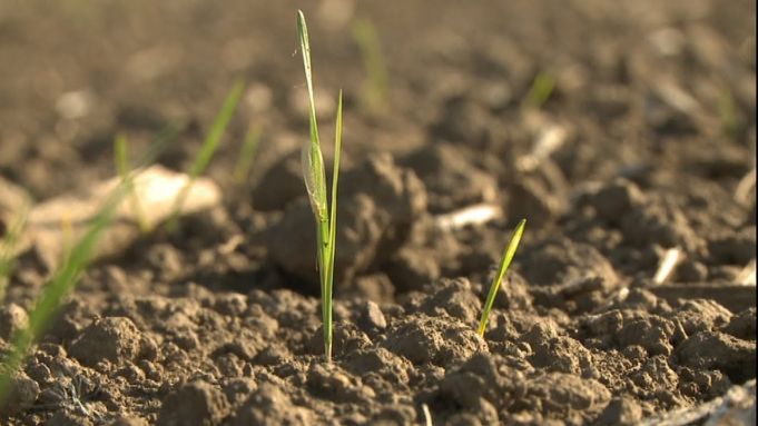 Mai bine de jumătate din culturile de toamnă au fost afectate de secetă