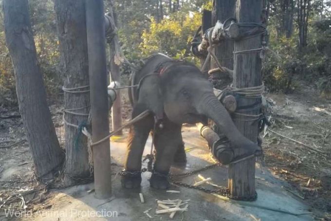 Thailanda: Imagini rare cu tehnicile crude de dresaj aplicate elefanţilor destinaţi industriei turistice, difuzate de activişti