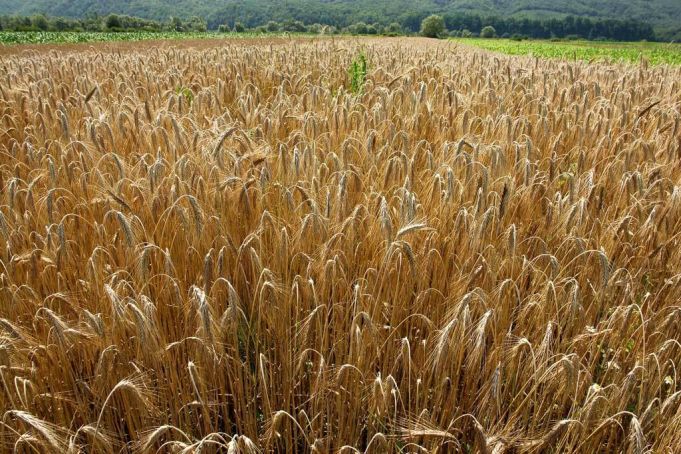 Alexandru Slusari solicită  audierea reprezentanţilor ANSA şi a Ministerului Agriculturii, pe subiectul exportului de cereale