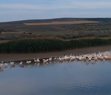 VIDEO. Circa 100 de pelicani roz s-au stabilit pe lacul din Congaz