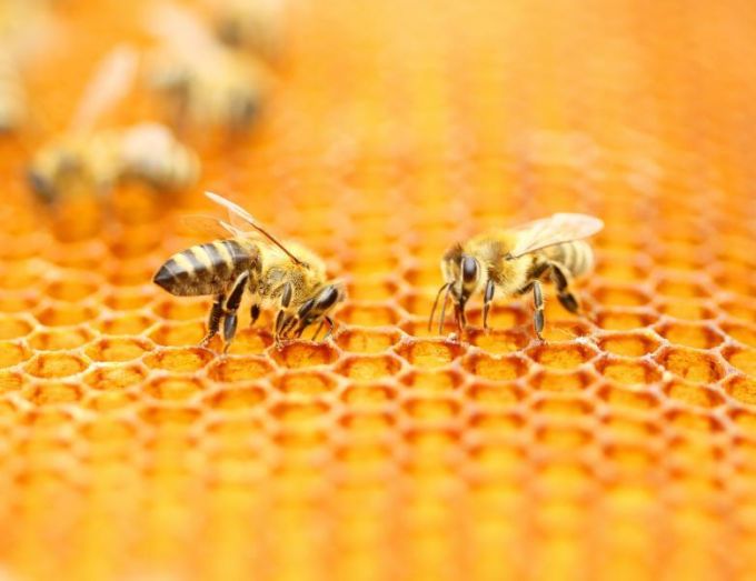 Primul laborator pentru însămânţarea artificială a reginelor de albine a fost deschis în raionul Cimişlia