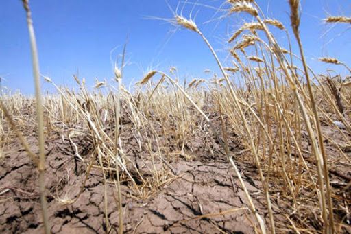 Agricultorii din Cişmichioi spun că au recoltat doar 30% din producţia de grâu prognozată pentru acest an