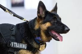 Coronavirus: Câinii din armata germană, antrenaţi pentru a detecta persoanele infectate