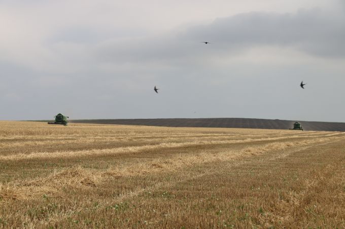 Agricultorii prognozează o roadă de grâu de două ori mai mică decât anul trecut