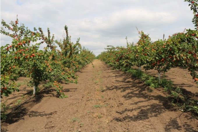 Experţi USAID Moldova: Caisele sunt printre cele mai solicitate fructe pe piaţa externă