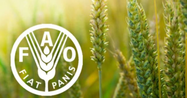 Organizaţia Naţiunilor Unite pentru Agricultură şi Alimentaţie (FAO) în R. Moldova va elabora un studiu de evaluare a impactului subvenţiilor