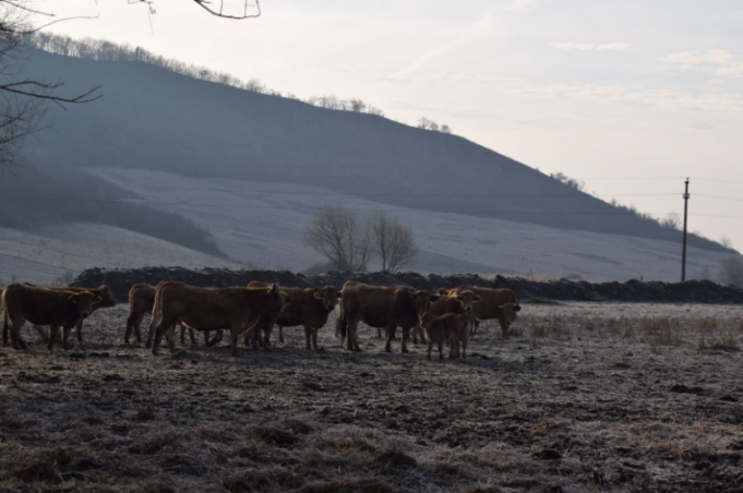 O fermă părăsită din judeţul Mureş, transformată într-o afacere de succes de o familie din Republica Moldova