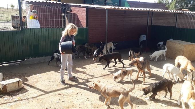 La Centrul de capturare şi sterilizare a animalelor fără stăpân sunt circa 870 de câini