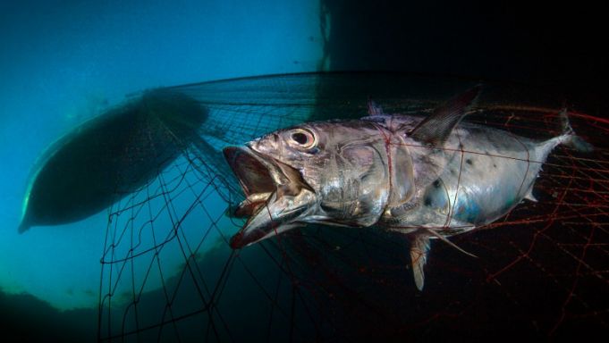 Ţărilor UE li se cere să interzică imediat plasele de pescuit şi pescuitul excesiv