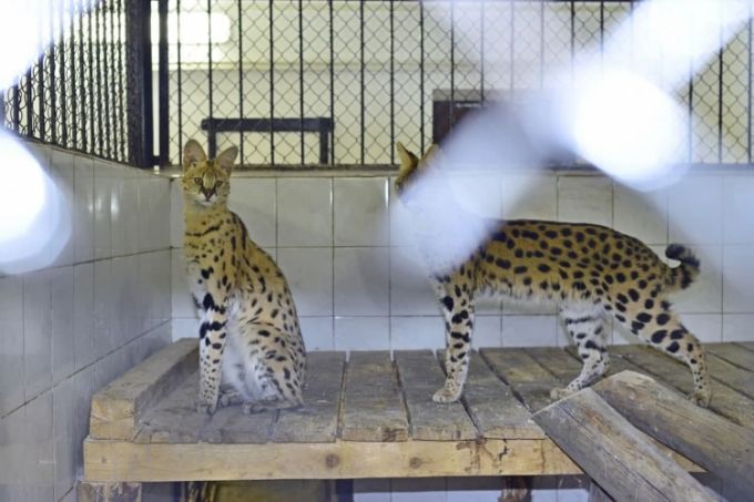 Grădina Zoologică din Chişinău anunţă că a achiziţionat peste 30 de vieţuitoare noi