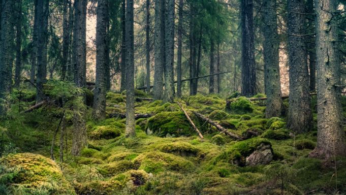 Zece dintre cele mai protejate păduri ale lumii emit mai mult carbon decât absorb, din cauza oamenilor şi a incendiilor de vegetaţie