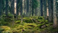 Zece dintre cele mai protejate păduri ale lumii emit mai mult carbon decât absorb, din cauza oamenilor şi a incendiilor de vegetaţie