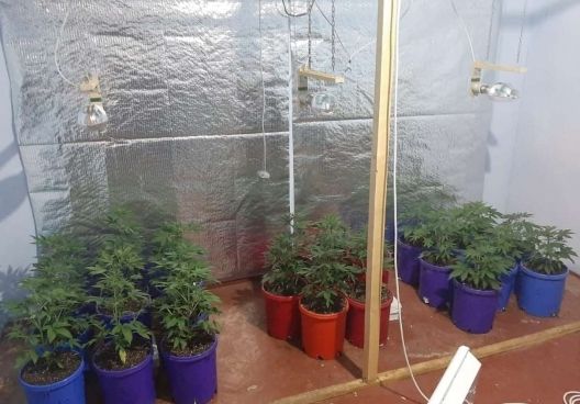 VIDEO. Şi-a amenajat propriul laborator de creştere a plantelor care conţin substanţe narcotice. Un bărbat din Bălţi riscă până la 15 ani de închisoare