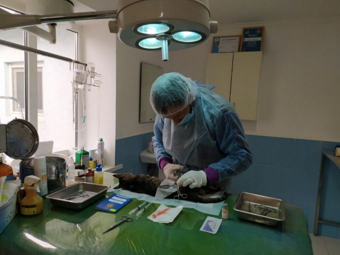 Chişinău: Proiect privind sterilizarea pisicilor fără stăpân din oraş