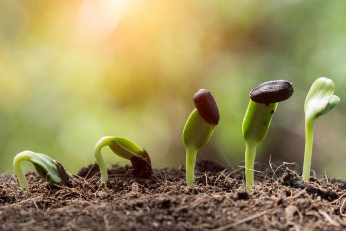 În Republica Moldova a fost lansat un nou proiect cu suportul UE pentru producerea seminţelor eco